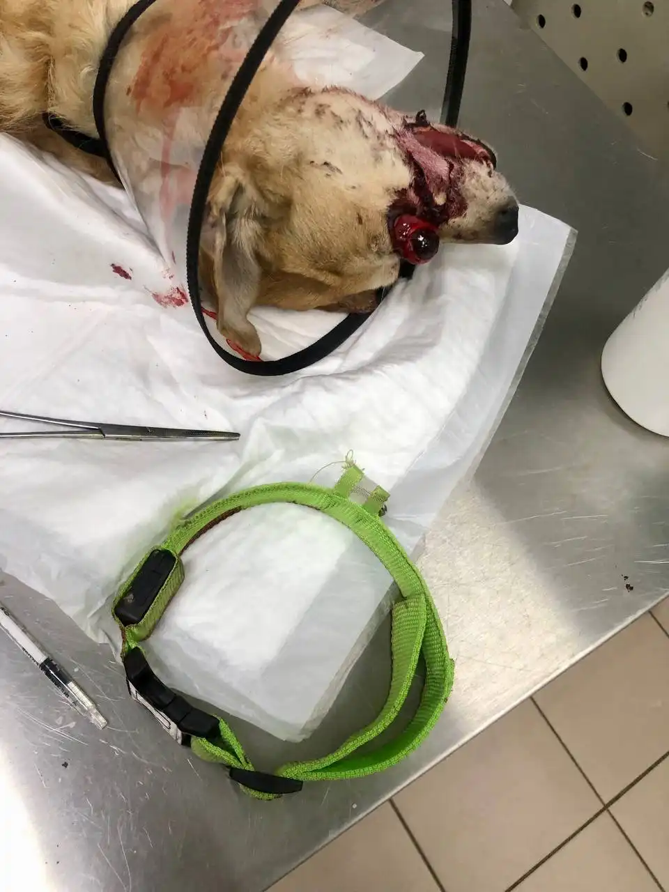 Поиск хозяина сбитой собаки