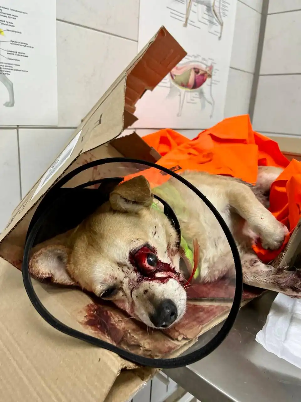 Поиск хозяина сбитой собаки