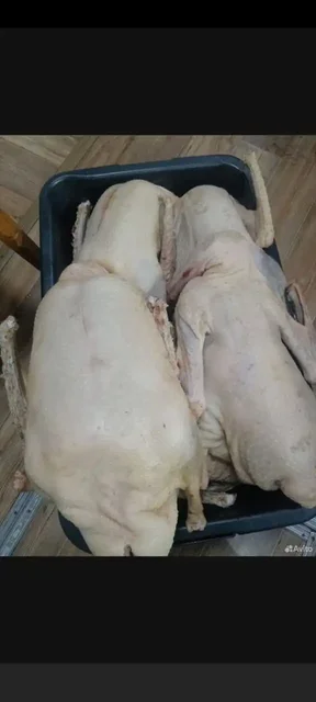 Гуси с личного подворья из Благоварского района - частное объявление в Уфа