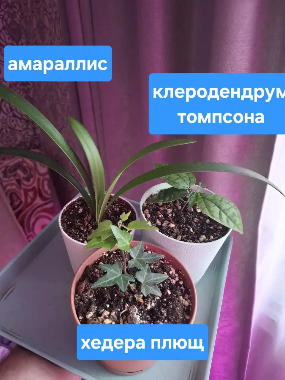 Набор растишек для пересадки