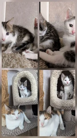 Котята и мама кошка ищут хозяев - частное объявление в Уфа