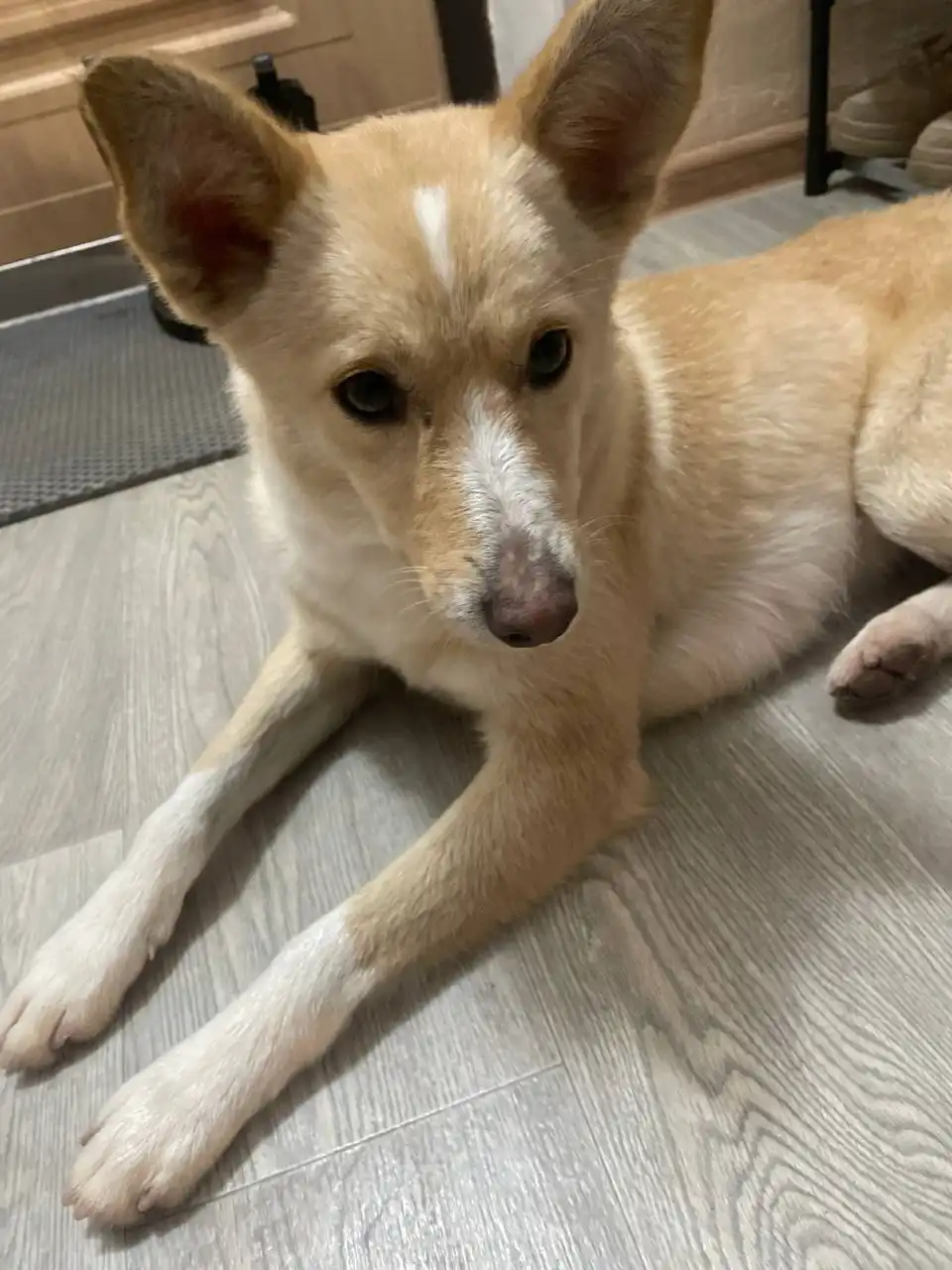 Передержка собачки в Уфе