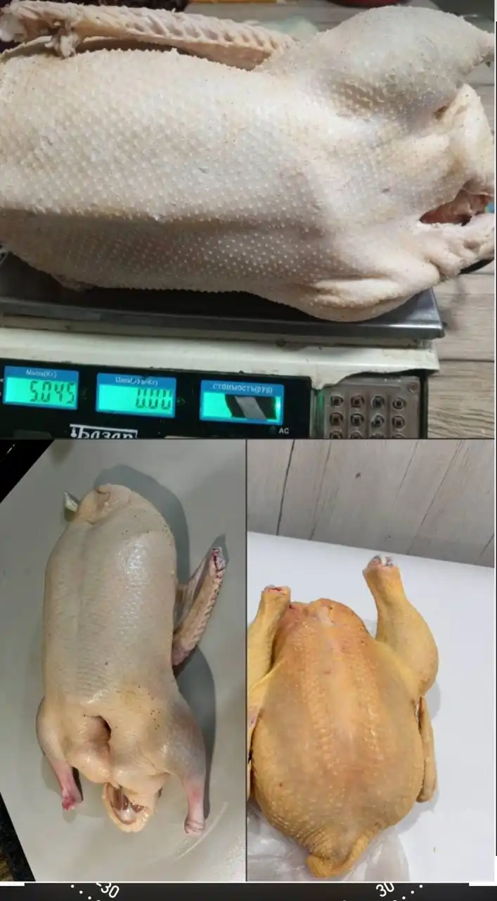 Продажа свежего забоя птицы