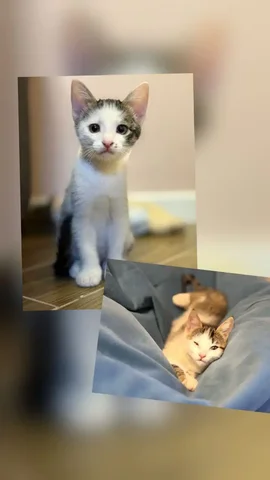 Малыши 2 месяца ищут дом - частное объявление в Уфа