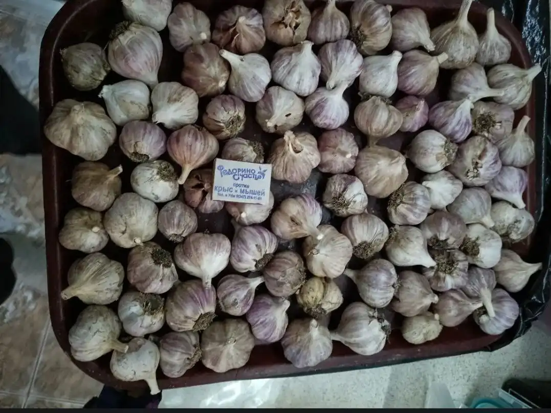 Чеснок ядрёный в наличии