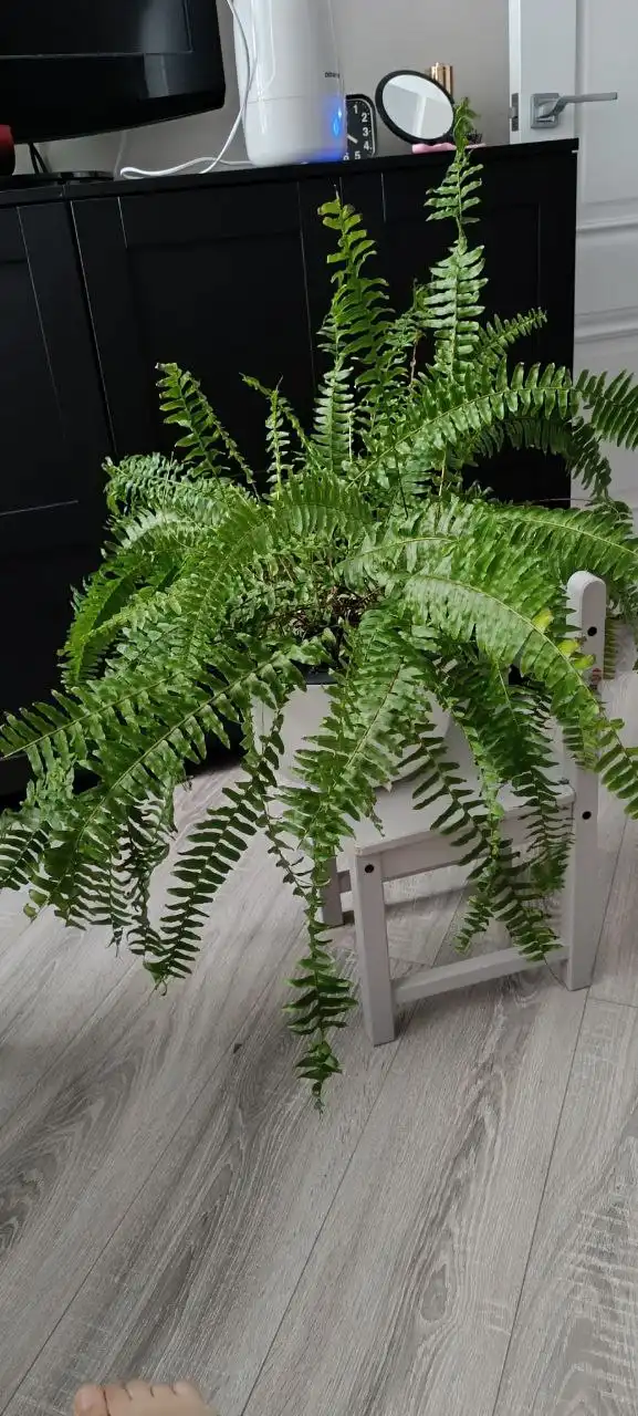 Даром без горшка