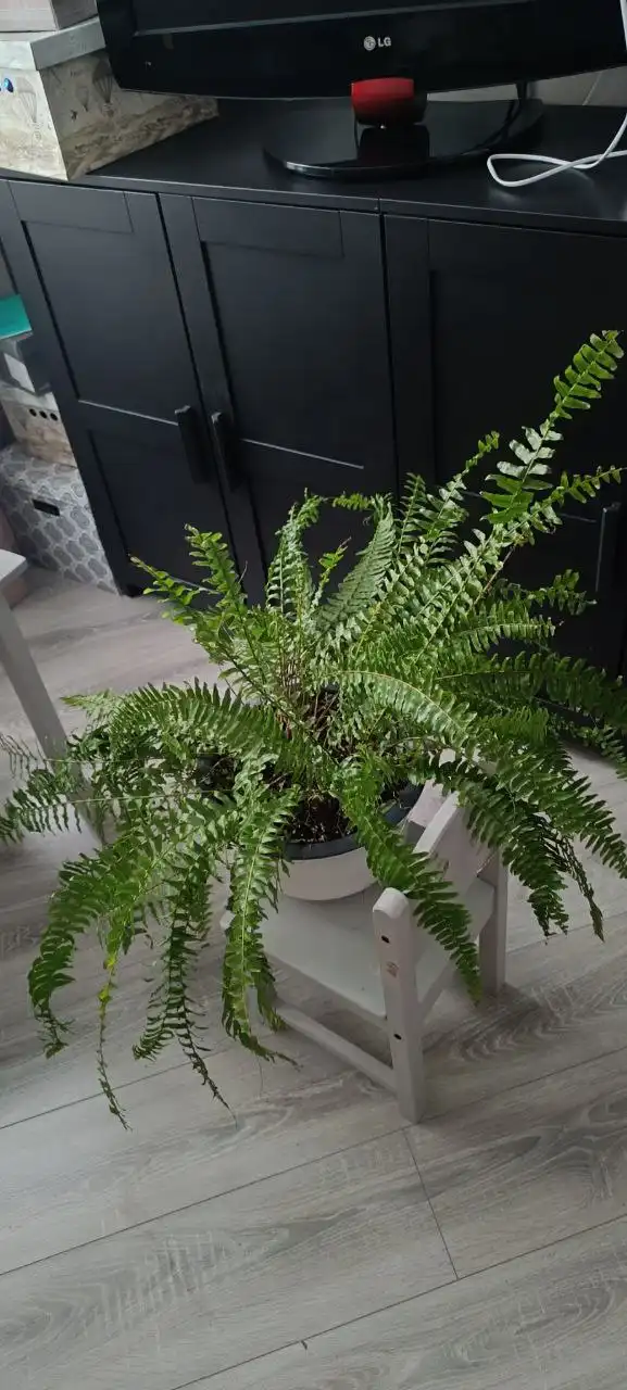 Даром без горшка