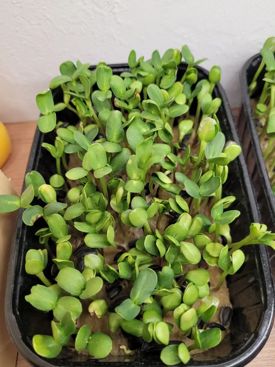 Микрозелень руколлы, редиски и подсолнуха в контейнерах