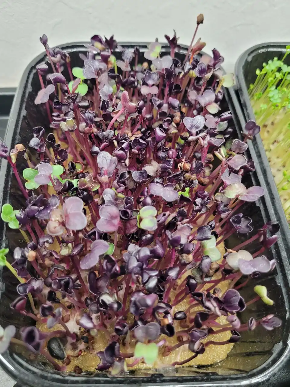 Микрозелень руколлы, редиски и подсолнуха в контейнерах