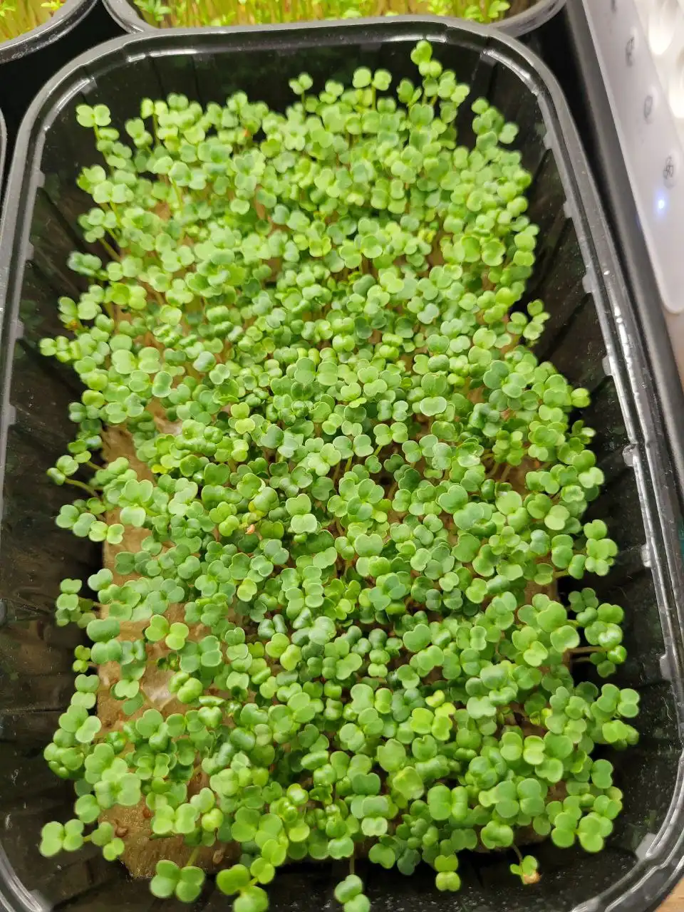 Микрозелень руколлы, редиски и подсолнуха в контейнерах