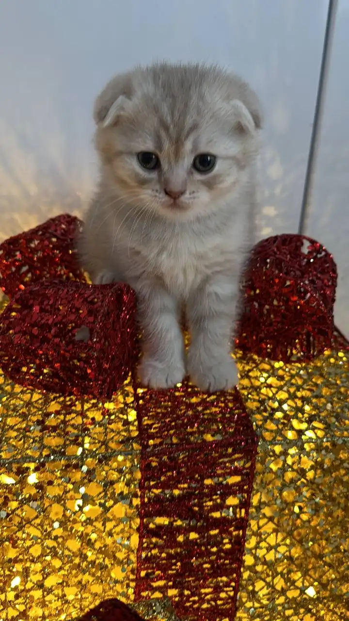 Котята шотландцы вислоухие