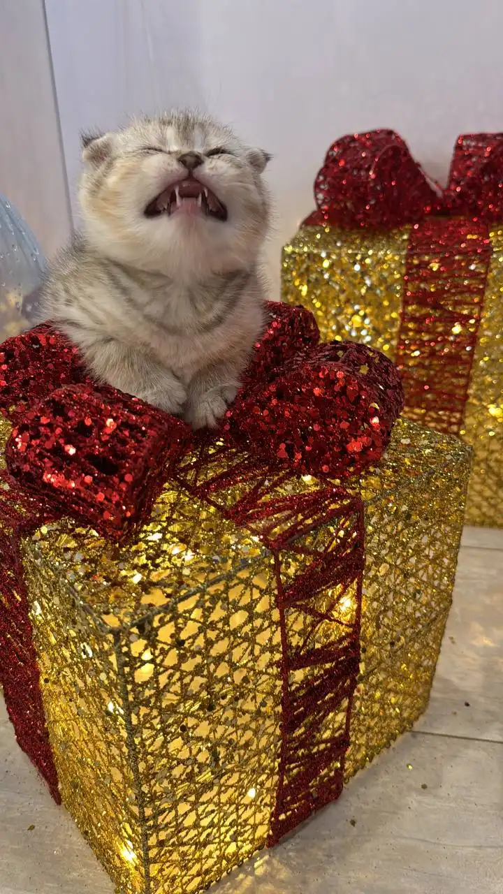 Котята шотландцы вислоухие