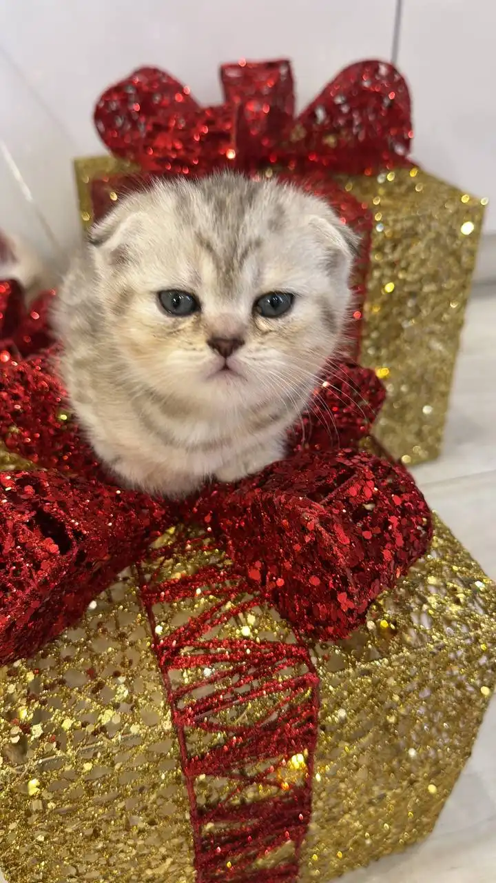 Котята шотландцы вислоухие