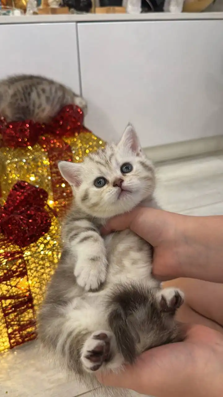 Котята шотландцы вислоухие