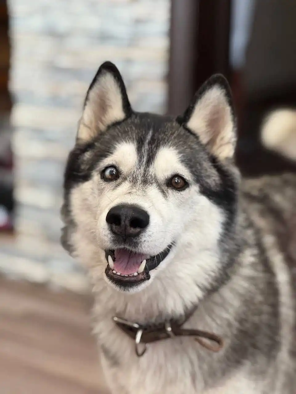Пропала собака породы сибирский хаски - Собаки (Животные) в Уфа