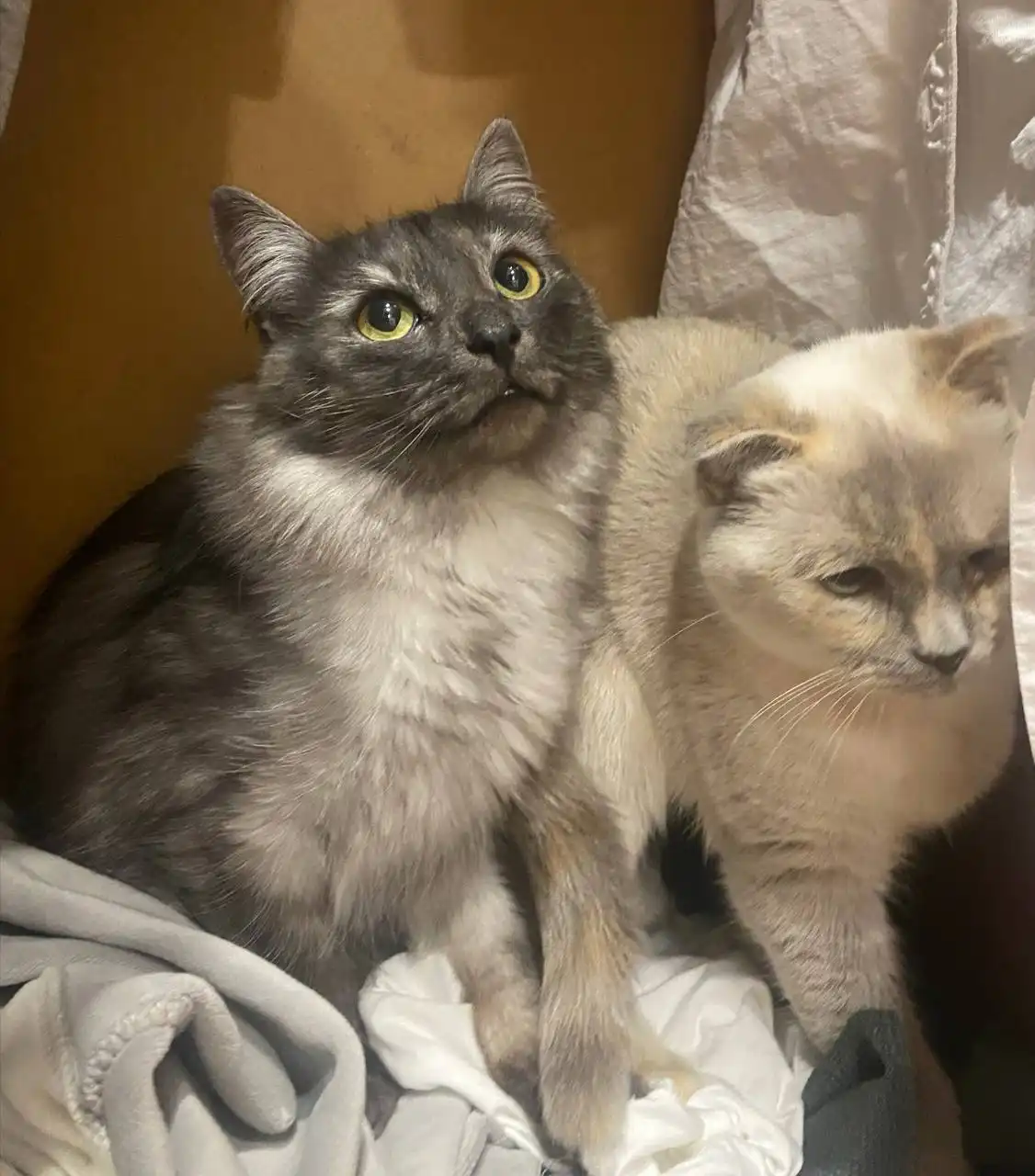 Отдам в добрые руки кота и кошку вместе - Кошки (Животные) в Уфа