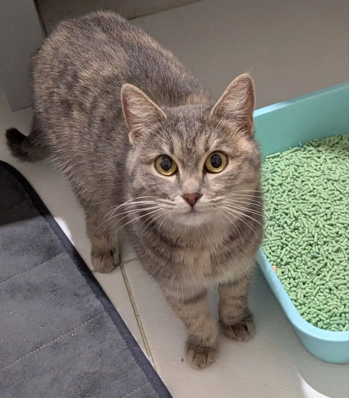 Ищем хозяев для кошечки - Кошки (Животные) в Уфа