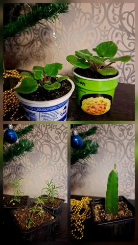 Продажа растений: фиалка, питахайя, розмарин - Хобби и отдых в Уфа