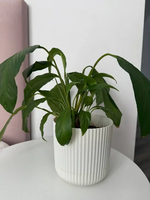 Фикус банджамин - Кулинария/Десерты в Уфа