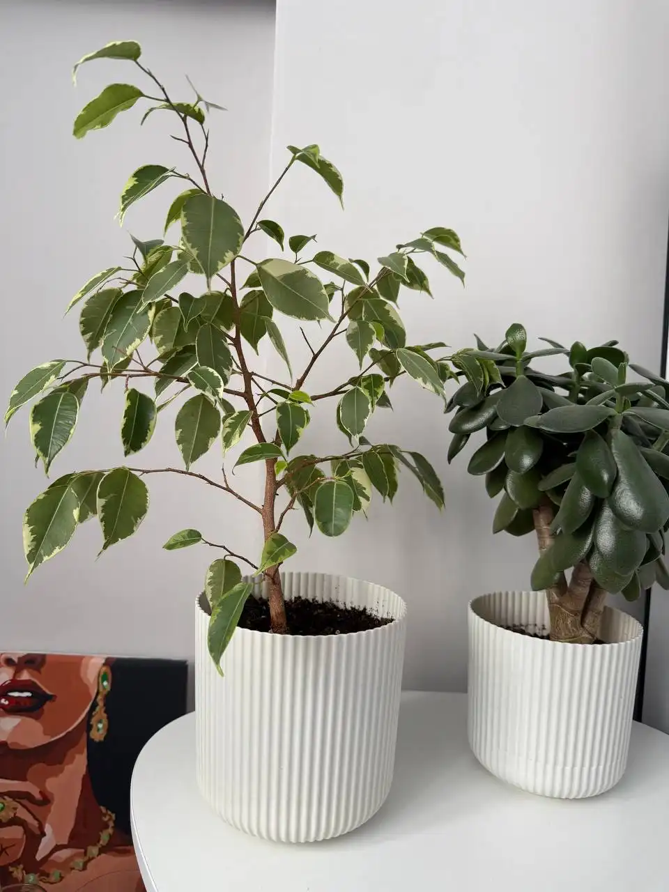 Фикус банджамин - Растения (Хобби и отдых) в Уфа