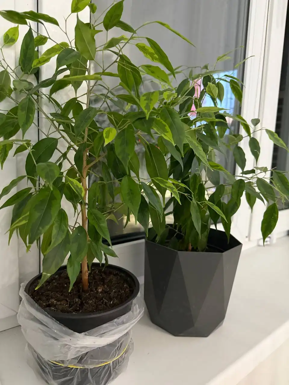 Фикусы в продаже - Растения (Хобби и отдых) в Уфа