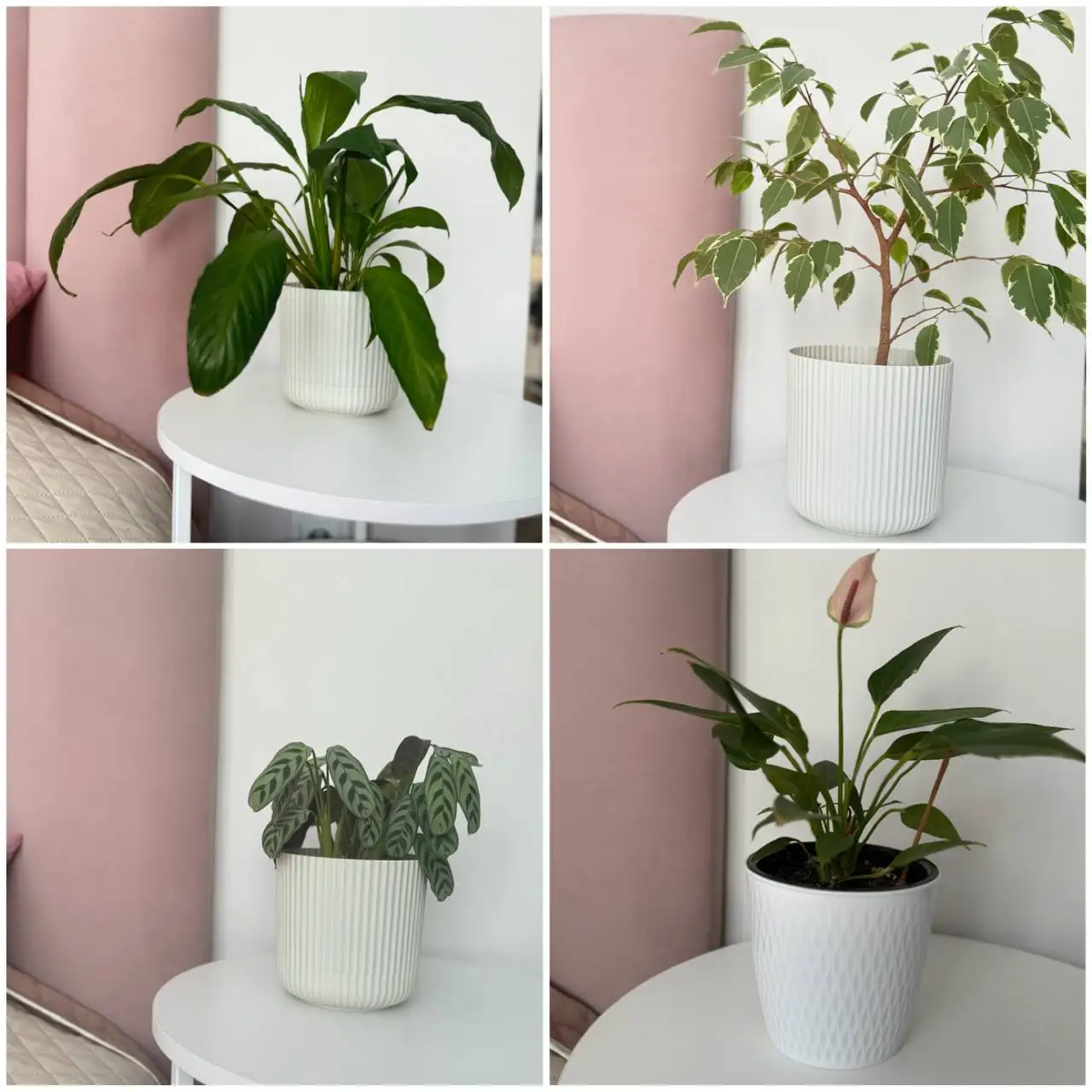 Продажа домашних растений - Растения (Хобби и отдых) в Уфа