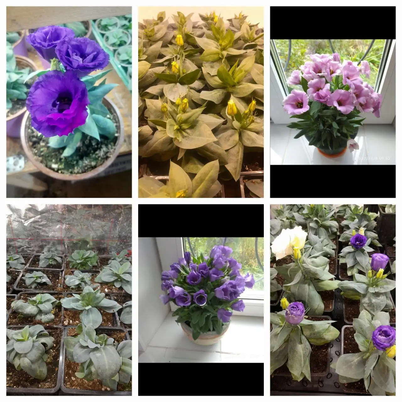 Продам цветущие комнатные Эустомы - Комнатные растения (Хобби и отдых) в Уфа