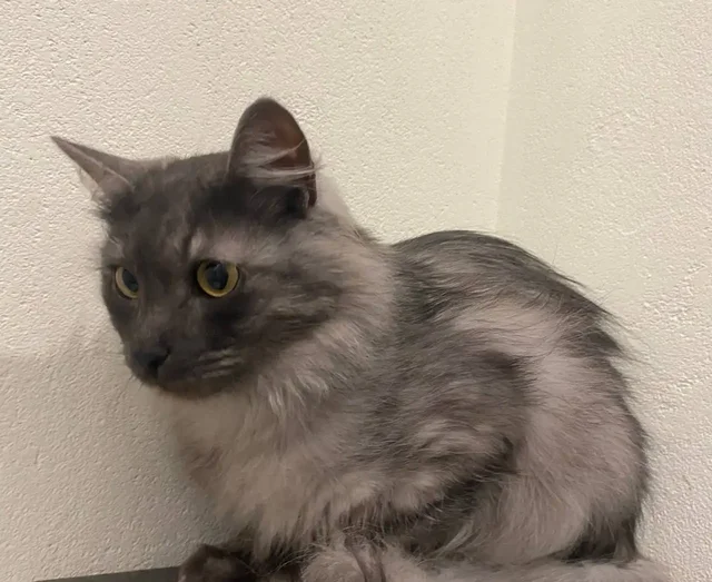 Срочно забрать кошку и кота в Уфе - Животные в Уфа