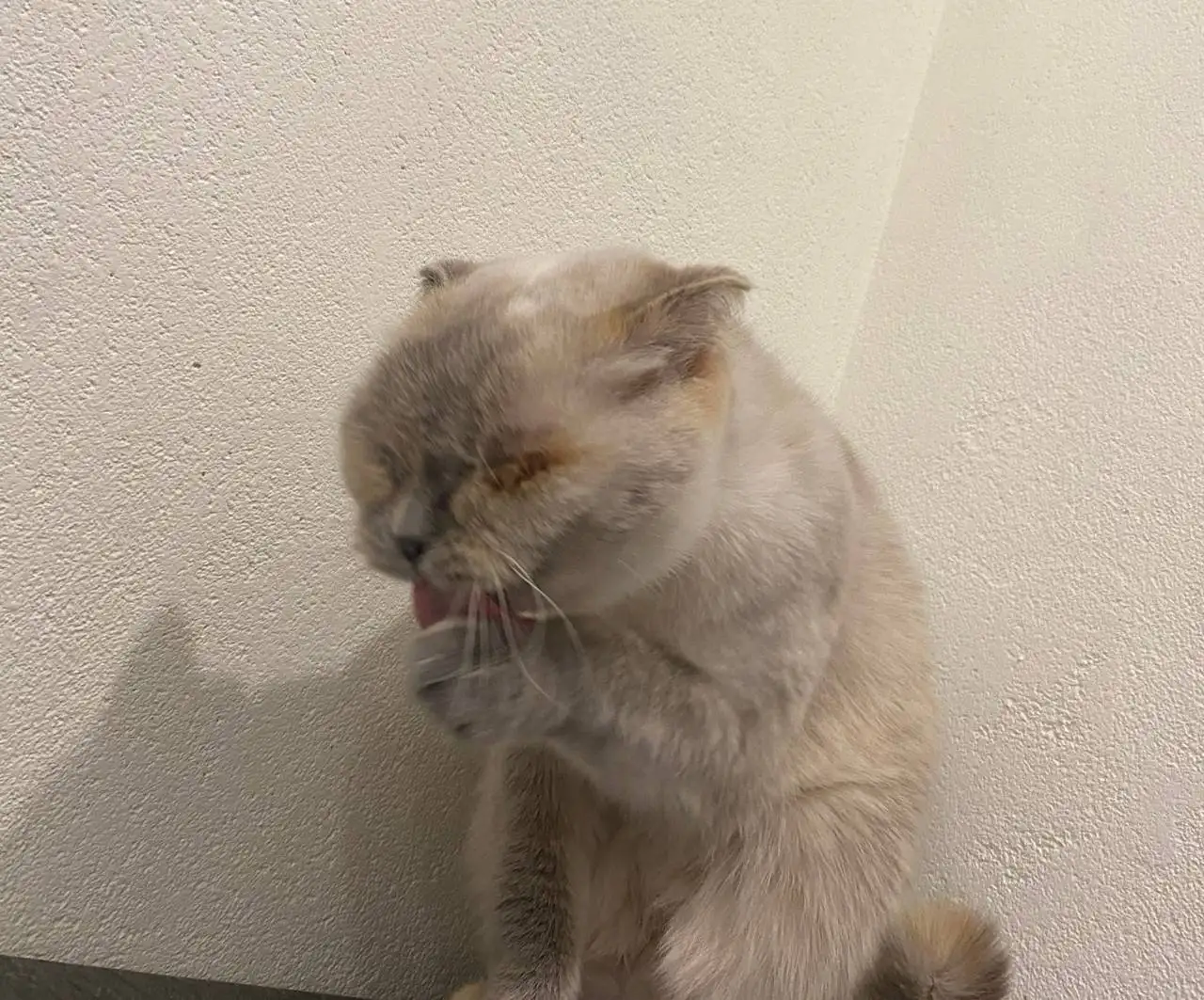 Срочно забрать кошку и кота в Уфе - Кошки (Животные) в Уфа