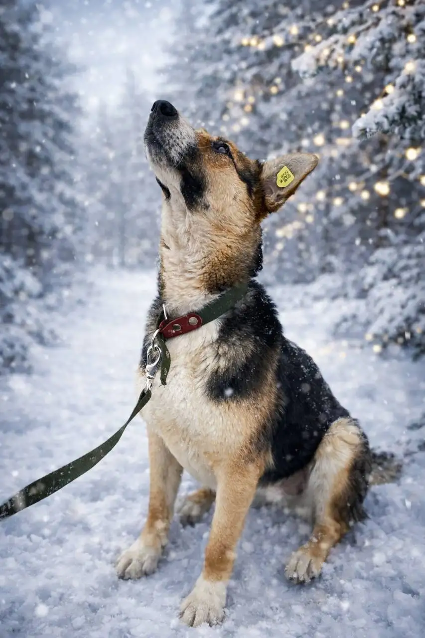 Щенок ищет дом - Собаки (Животные) в Уфа