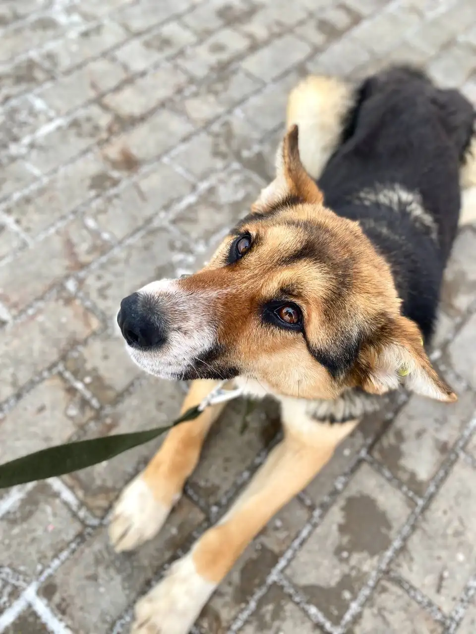 Щенок ищет дом - Собаки (Животные) в Уфа