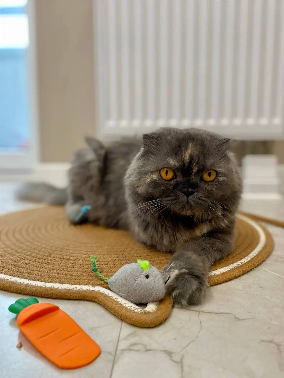 Экзотическая длинношерстная кошка с остеохондродисплазией ищет семью - Кошки (Животные) в Уфа