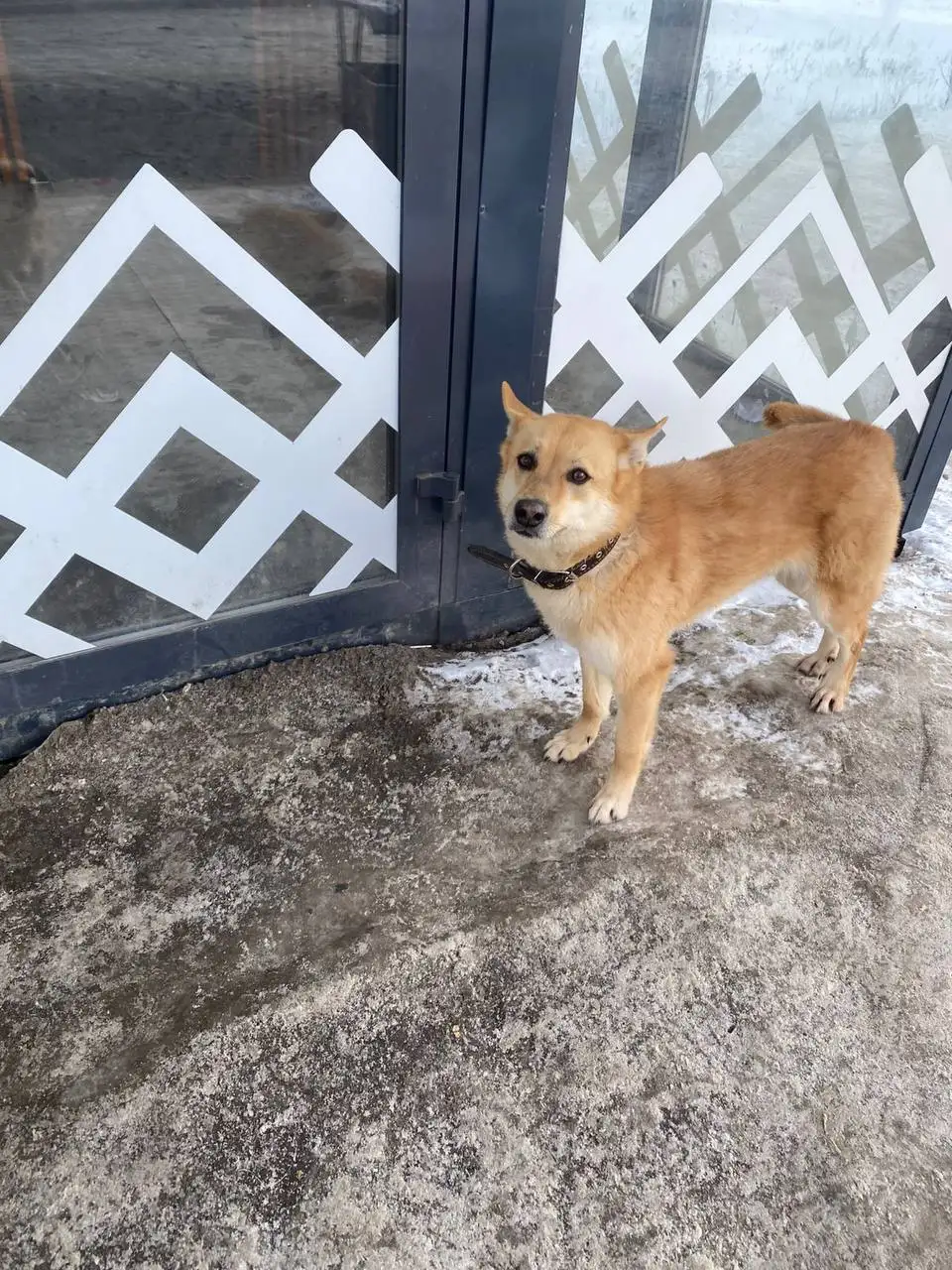 Потеряшка в Ярком - Животные в Уфа