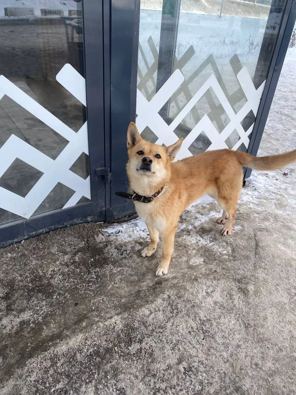 Потеряшка в Ярком - Животные в Уфа