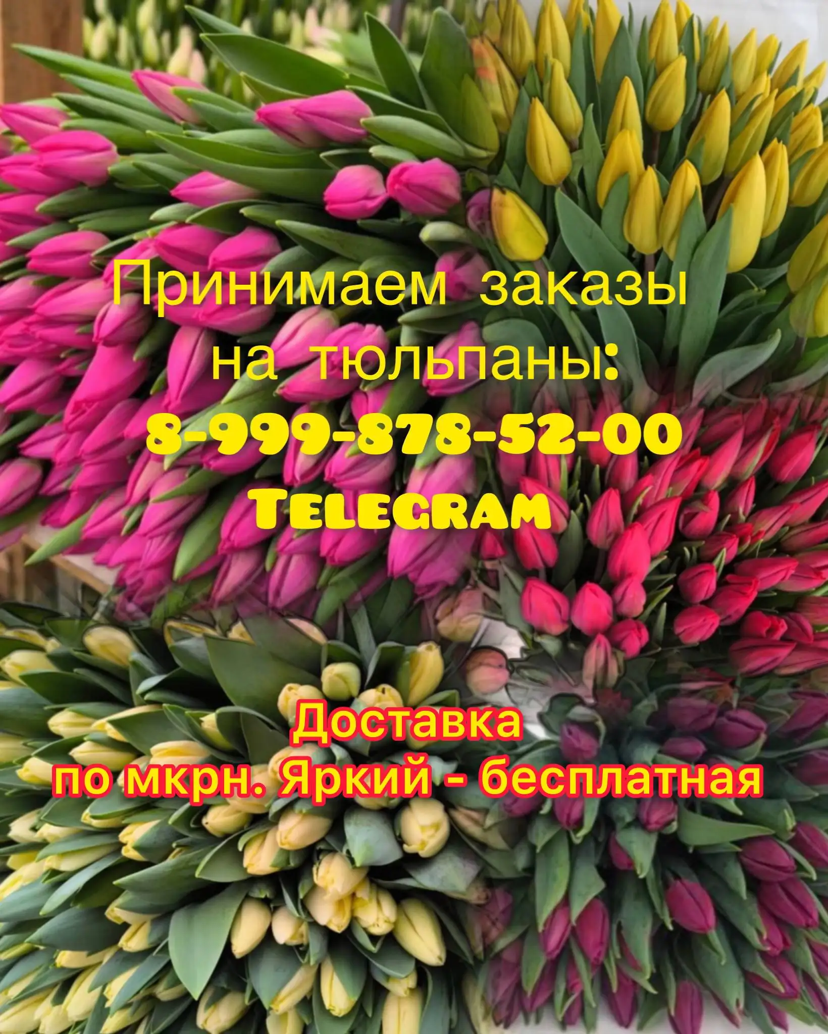 Предзаказ тюльпанов к 8 марта - Хобби и отдых в Уфа