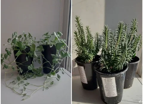 Продажа рассады дихондры серебристой и лаванды Прованс - Музыкальные инструменты в Уфа