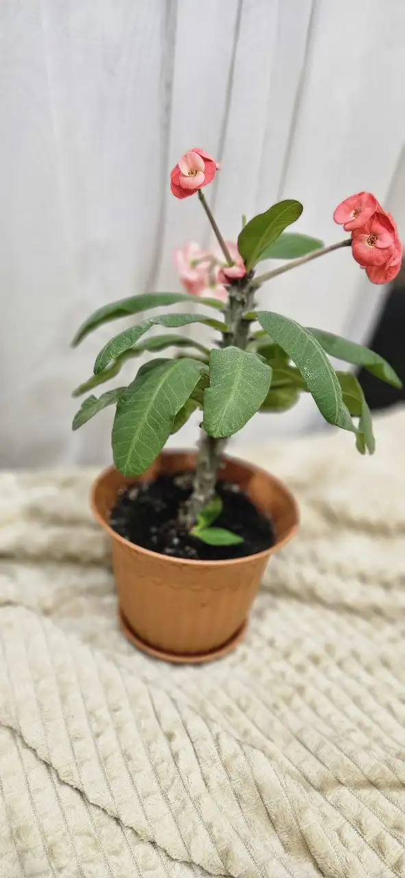 Продается цветок молочай с горшком - Хобби и отдых в Уфа