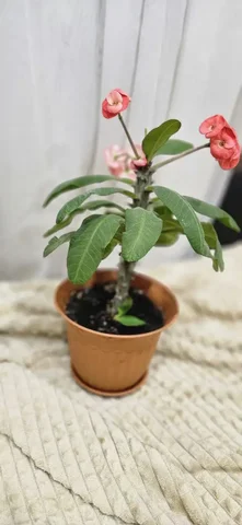 Продается цветок молочай с горшком - Велосипеды в Уфа