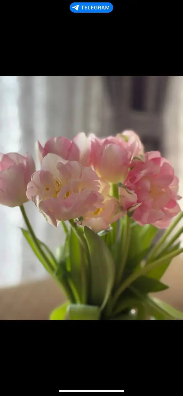 Свежая срезка цветов - Цветы (Хобби и отдых) в Уфа