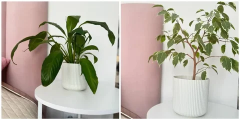 Продам домашние растения - Саженцы в Уфа