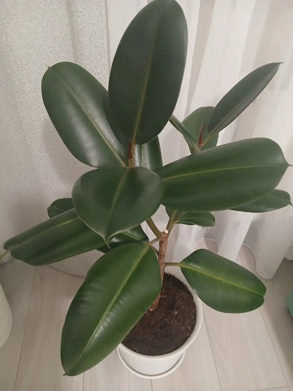 Фикус каучуконосный Абиджан в горшке Дюна - Комнатные растения (Хобби и отдых) в Уфа