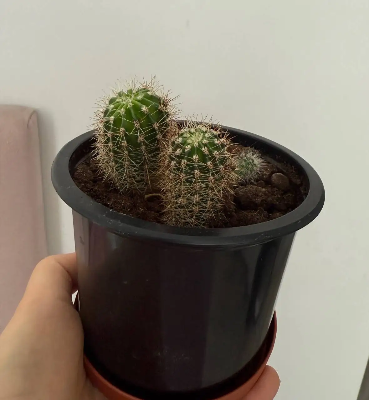 Продам деток кактуса - Растения (Хобби и отдых) в Уфа