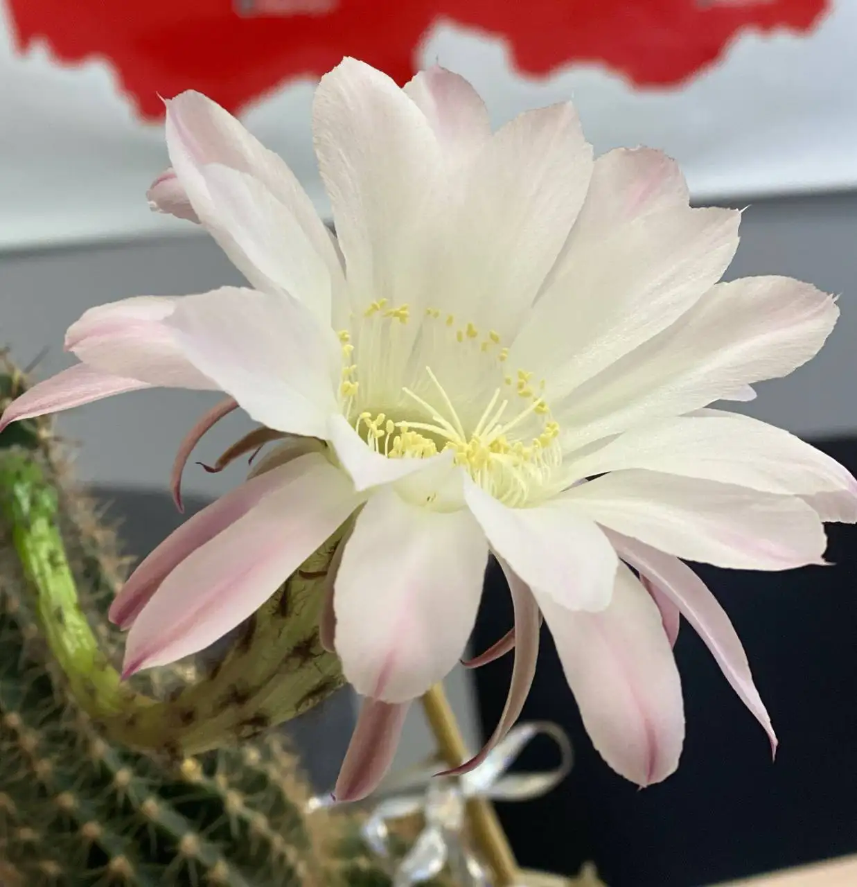 Продам деток кактуса - Растения (Хобби и отдых) в Уфа