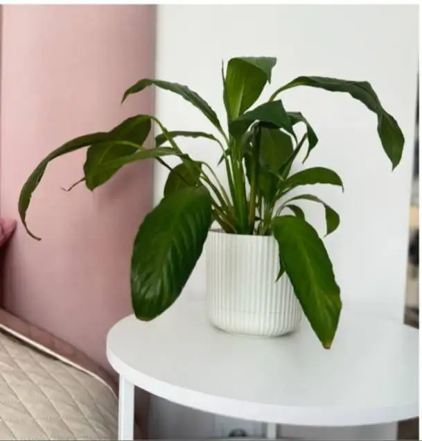 Продажа спатифиллума с кашпо - Растения (Барахолка) в Уфа