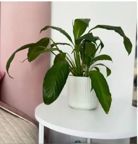 Продажа спатифиллума с кашпо - Розыгрыши в Уфа