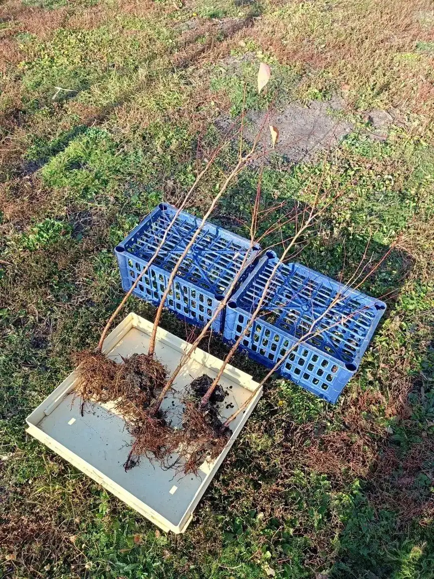 Саженцы абрикоса и абрикосовое варенье - Саженцы (Для дома и дачи) в Уфа