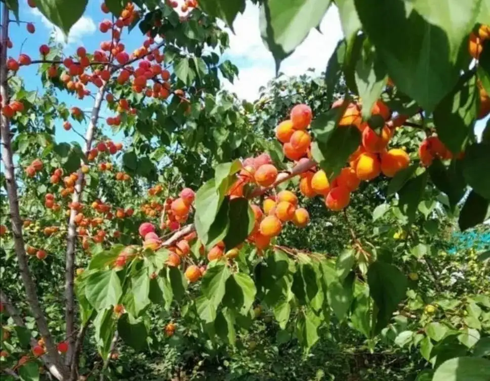 Саженцы абрикоса и абрикосовое варенье - Саженцы (Для дома и дачи) в Уфа