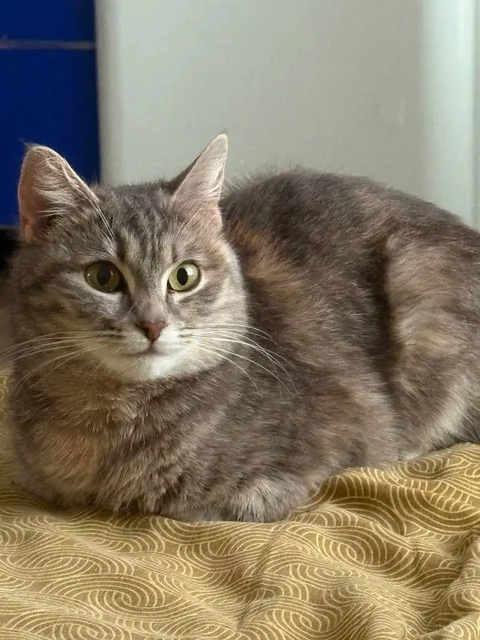 Срочно ищем дом для спасенной кошечки - частное объявление в Уфа