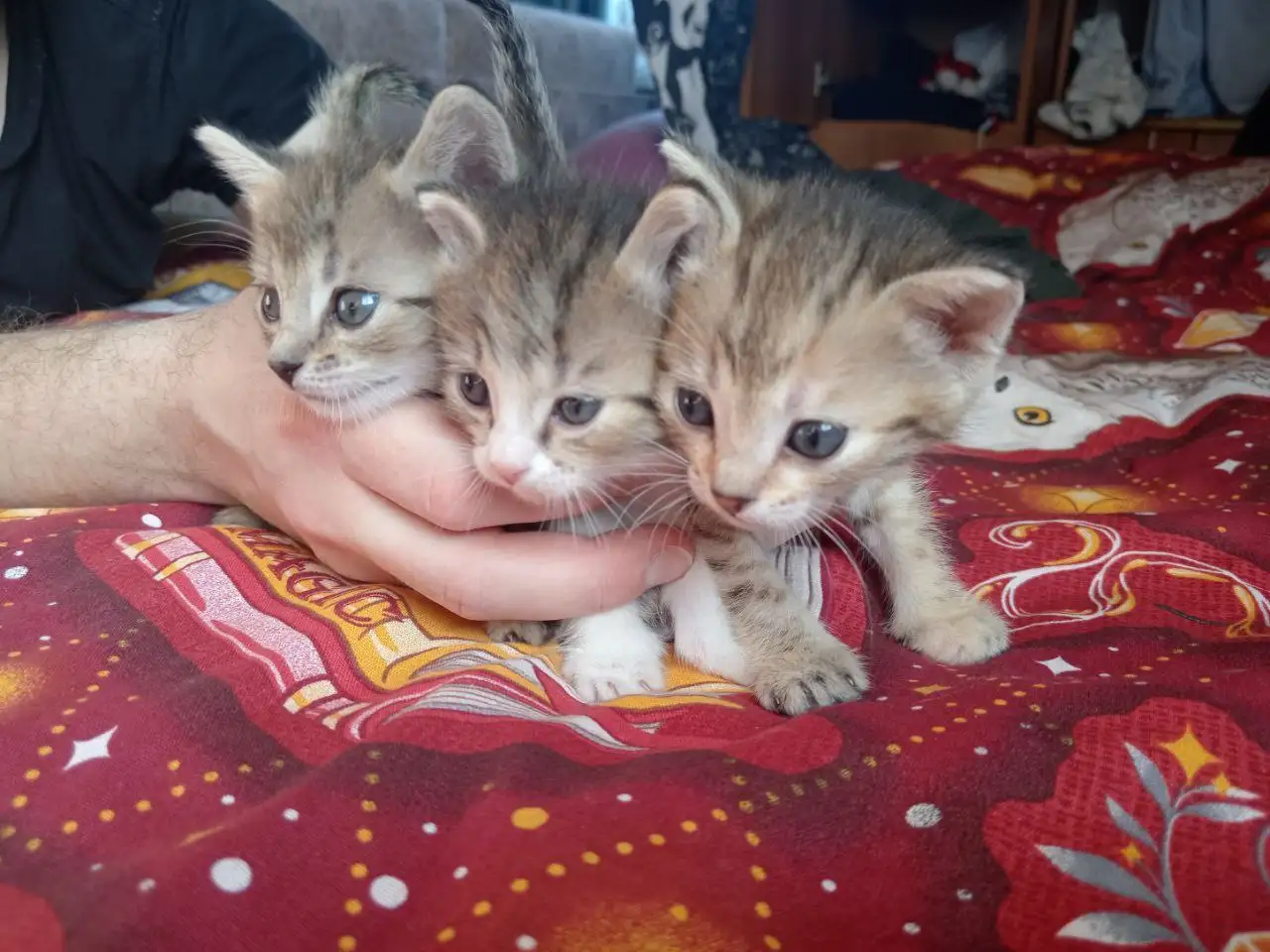 Отдам котят в добрые руки - Кошки (Животные) в Уфа