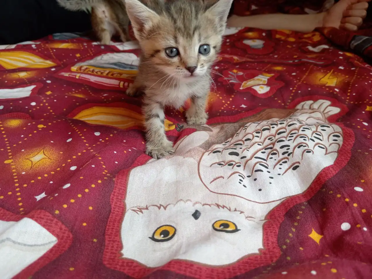 Отдам котят в добрые руки - Кошки (Животные) в Уфа